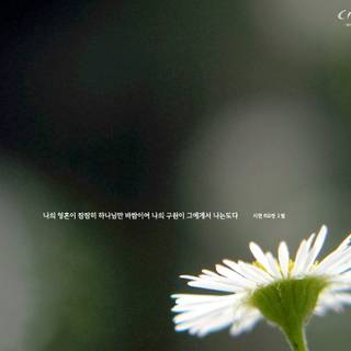 Summer Bible verses laptop wallpaper