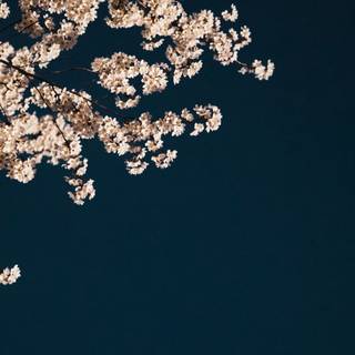 Minimal spring 4k wallpaper