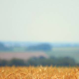 Minimal spring 4k wallpaper