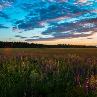 Grass field sunset summer wallpaper