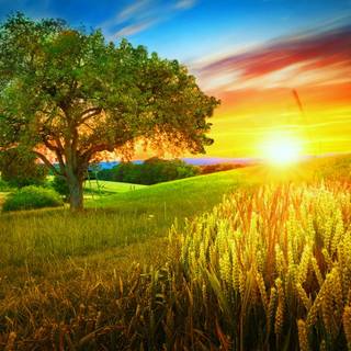 Grass field sunset summer wallpaper