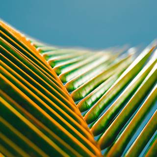 Summer laptop simple wallpaper