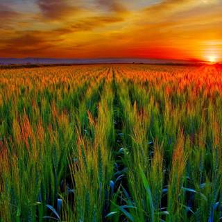 Grass field sunset summer wallpaper