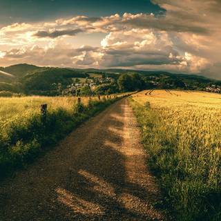 Grass field sunset summer wallpaper