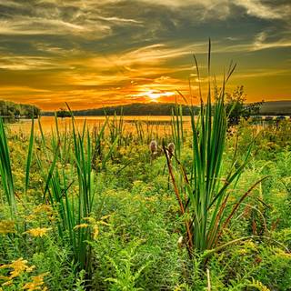 Grass field sunset summer wallpaper