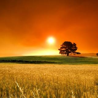 Grass field sunset summer wallpaper