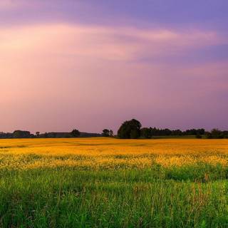Grass field sunset summer wallpaper