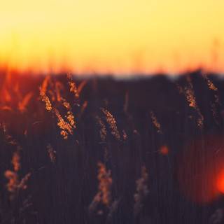 Grass field sunset summer wallpaper