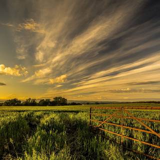 Grass field sunset summer wallpaper
