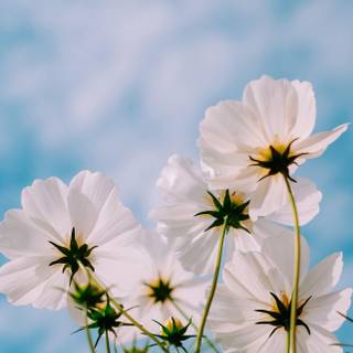 iPhone 14 spring flowers wallpaper