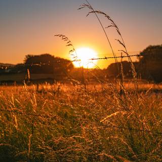 Grass field sunset summer wallpaper