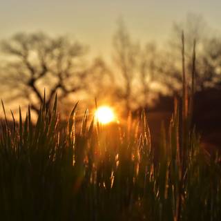 Grass field sunset summer wallpaper