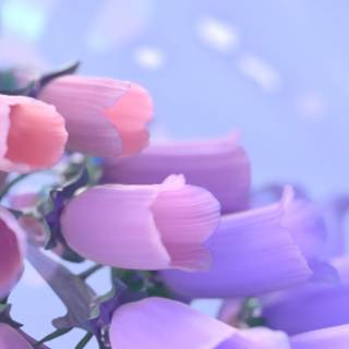 iPhone 14 spring flowers wallpaper