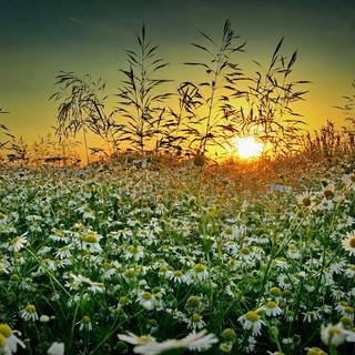 Grass field sunset summer wallpaper