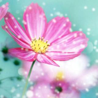 iPhone 14 spring flowers wallpaper