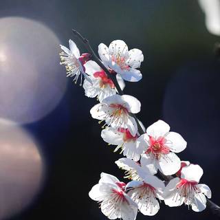 iPhone 14 spring flowers wallpaper