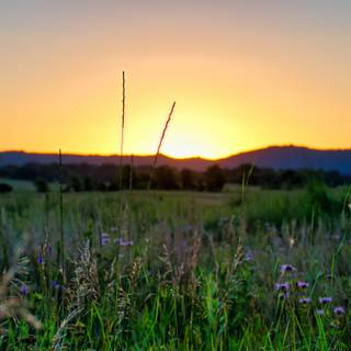 Grass field sunset summer wallpaper