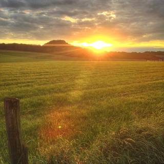 Grass field sunset summer wallpaper