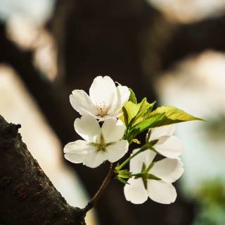 iPhone 14 spring flowers wallpaper