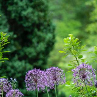 iPhone 14 spring flowers wallpaper