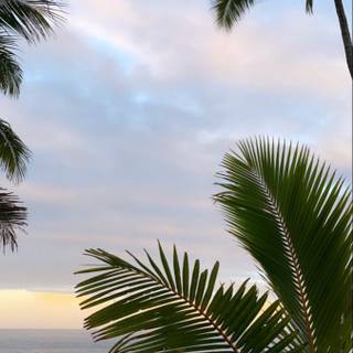 Cute Hawaii wallpaper