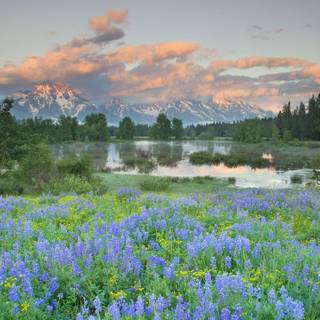 Spring Teton National Park wallpaper