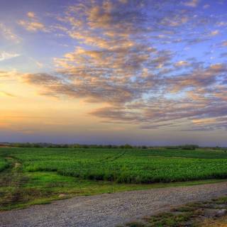 Grass field sunset summer wallpaper