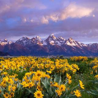 Spring Teton National Park wallpaper