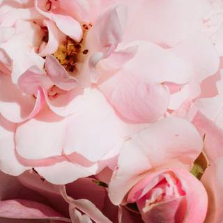 iPhone 14 spring flowers wallpaper