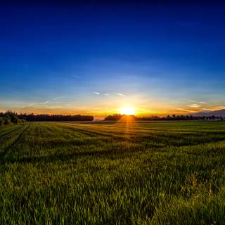 Grass field sunset summer wallpaper