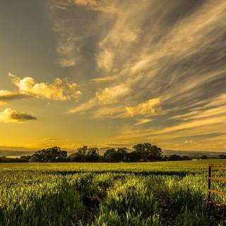 Grass field sunset summer wallpaper
