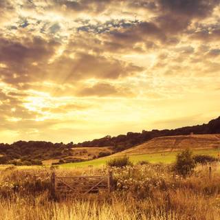 Grass field sunset summer wallpaper