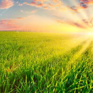 Grass field sunset summer wallpaper