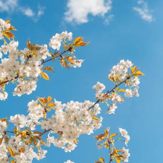 Clean spring wallpaper