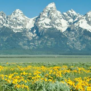 Spring Teton National Park wallpaper