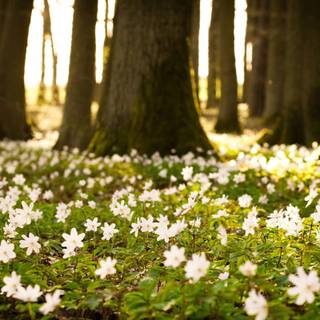 Spring forest and flowers wallpaper