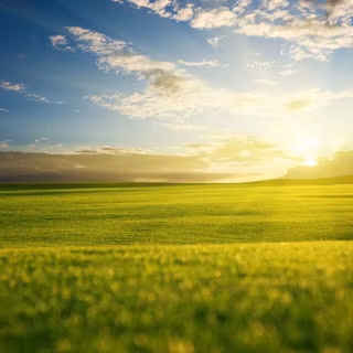 Grass field sunset summer wallpaper