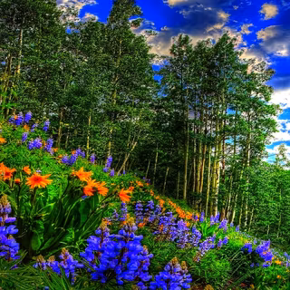 Spring forest and flowers wallpaper
