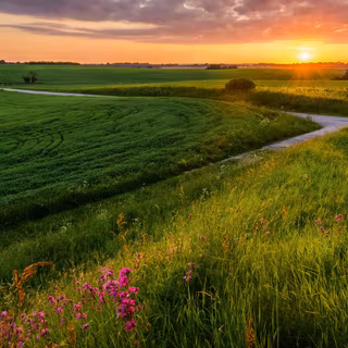 Grass field sunset summer wallpaper