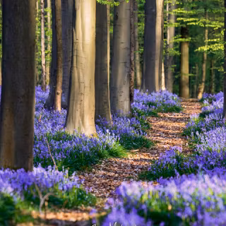 Spring forest and flowers wallpaper