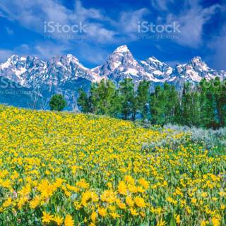 Spring Teton National Park wallpaper