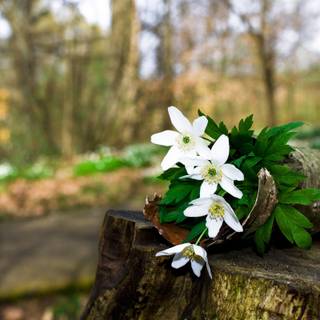 Spring forest and flowers wallpaper