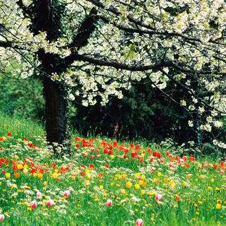 Spring forest and flowers wallpaper