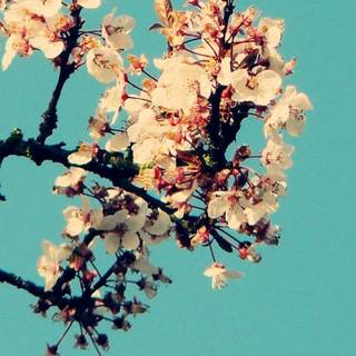 Clean spring wallpaper