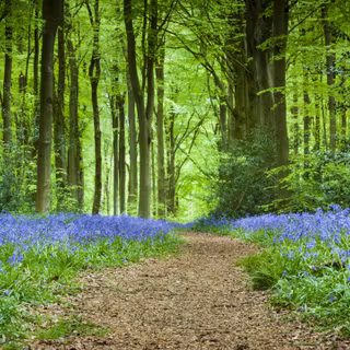Spring forest and flowers wallpaper