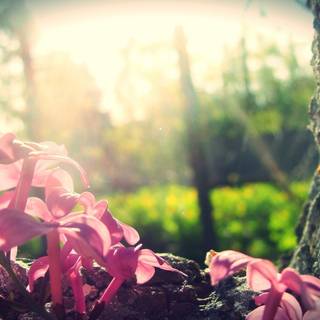 Spring forest and flowers wallpaper