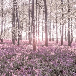 Spring forest and flowers wallpaper