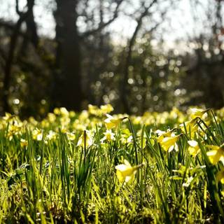 Spring forest and flowers wallpaper