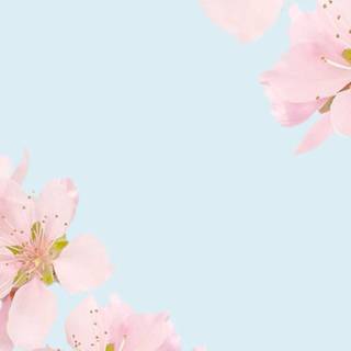 Clean spring wallpaper