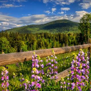 Spring forest and flowers wallpaper